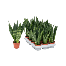 Sansevieria trifasciata 'Black Coral' 12/tray