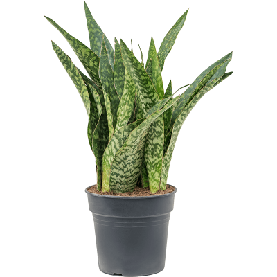 Растение горшечное Сансевиерия/Sansevieria masoniana 'Dragon'