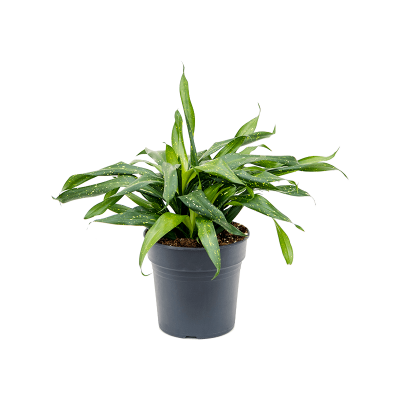 Растение горшечное Санцеана/Sancaena 'Fireflies Green'