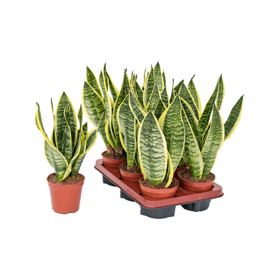 Растение горшечное Сансевиерия/Sansevieria trifasciata 'Futura Superba' 6/tray