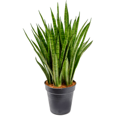 Sansevieria kirkii