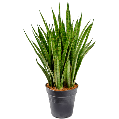 Растение горшечное Сансевиерия/Sansevieria kirkii