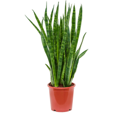 Sansevieria kirkii