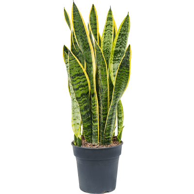 Растение горшечное Сансевиерия/Sansevieria trifasciata 'Laurentii'