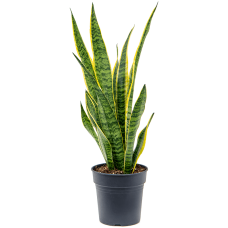 Sansevieria trifasciata 'Laurentii'