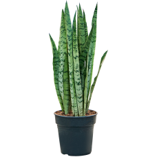 Sansevieria trifasciata 'Silver Mist'