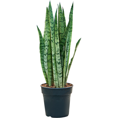 Растение горшечное Сансевиерия/Sansevieria trifasciata 'Silver Mist'