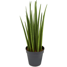 Sansevieria cylindrica 'Spikes'