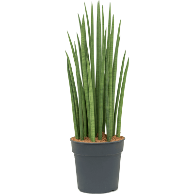 Растение горшечное Сансевиерия/Sansevieria spikes