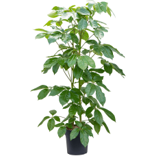 Schefflera amate