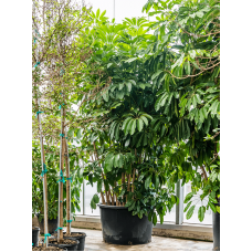 Schefflera actinophylla 'Amate'