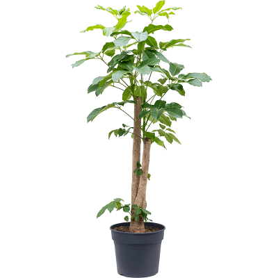 Растение горшечное Шефлера/Schefflera actinophylla 'Amate'