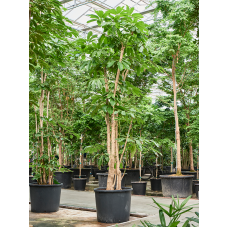 Schefflera actinophylla 'Amate'