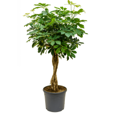 Schefflera arboricola 'Compacta'