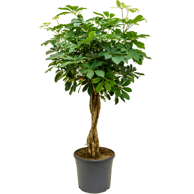 Растение горшечное Шеффлера/Schefflera arboricola 'Compacta'