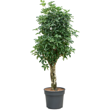 Schefflera arboricola 'Compacta'