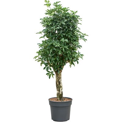 Растение горшечное Шеффлера/Schefflera arboricola 'Compacta'