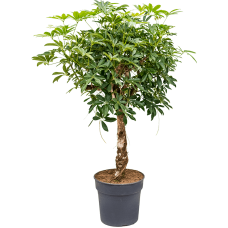 Schefflera arboricola 'Compacta'