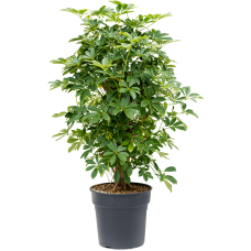 Schefflera arboricola 'Compacta'