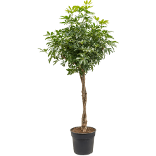 Schefflera arboricola 'Compacta'