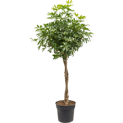 Растение горшечное Шеффлера/Schefflera arboricola 'Compacta'