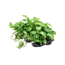 Scindapsus (Epipremnum) 'Aureum' 6/tray