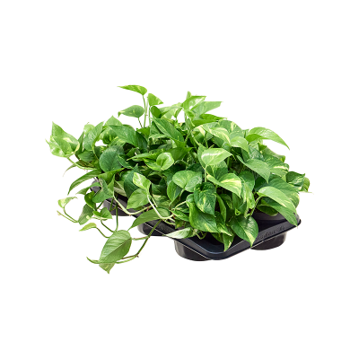 Растение горшечное Сциндапсус/Scindapsus (Epipremnum) 'Aureum' 6/tray