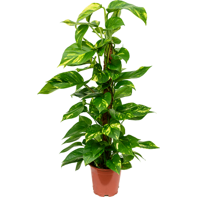 Растение горшечное Сциндапсус/Scindapsus (Epipremnum) 'Aureum'