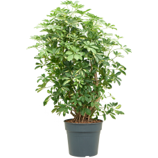 Schefflera arboricola 'Gold Capella'