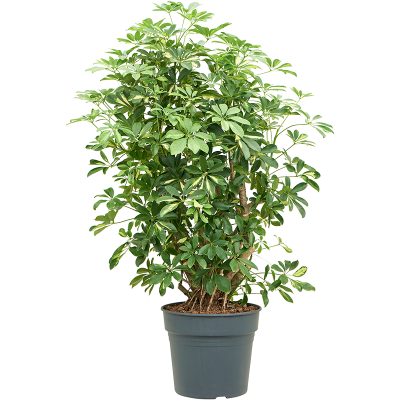 Растение горшечное Шеффлера/Schefflera arboricola 'Gold Capella'