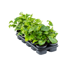 Scindapsus (Epipremnum) 'Global Green' 10/tray