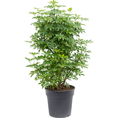 Растение горшечное Шефлера/Schefflera louisiana