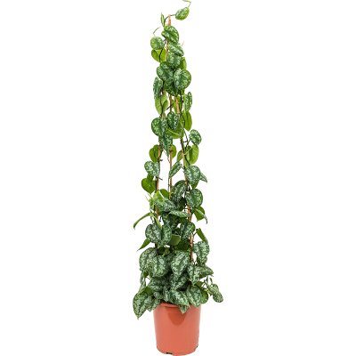Растение горшечное Сциндапсус/Scindapsus pictus 'Trebie'