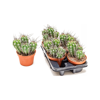 Растение горшечное Стетсония/Stetsonia coryne 4/tray