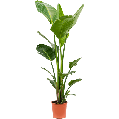 Растение горшечное /Strelitzia nicolai