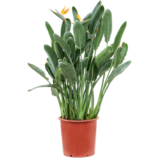 Strelitzia reginae (110-140)