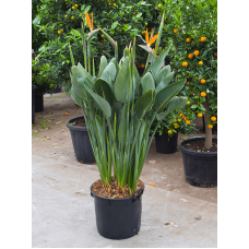 Strelitzia reginae