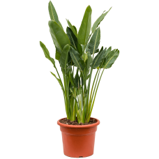 Strelitzia reginae