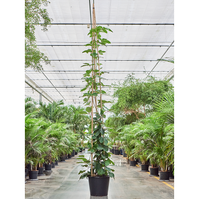 Растение горшечное Тетрастигма/Tetrastigma voinierianum