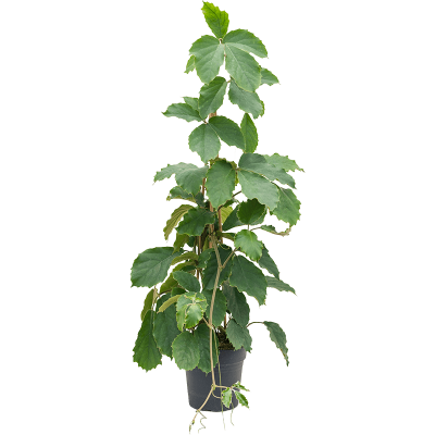 Растение горшечное Тетрастигма/Tetrastigma voinierianum