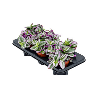 Растение горшечное Традесканция/Tradescantia albiflora 'Nanouk' 6/tray