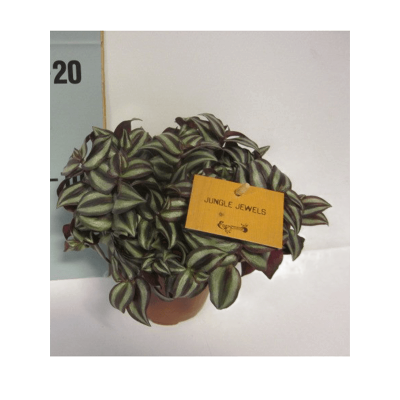 Растение горшечное Традесканция/Tradescantia zebrina 8/tray
