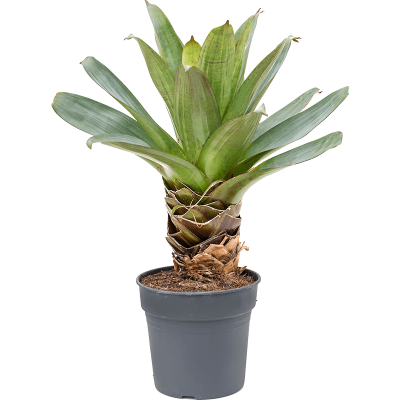 Растение горшечное Вриезия/Vriesea hybride