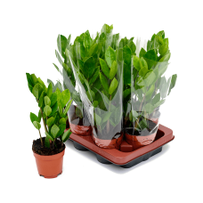 Zamioculcas zamiifolia 9/tray