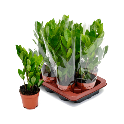 Растение горшечное Замиокулькас/Zamioculcas zamiifolia 9/tray