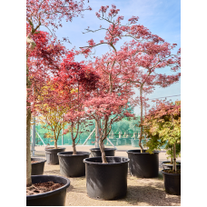 Acer pal. diss. 'Garnet'