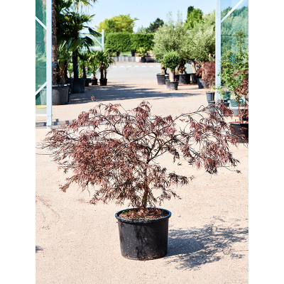 Растение горшечное Клён/Acer Palmatum 'Garnet' (100-120)
