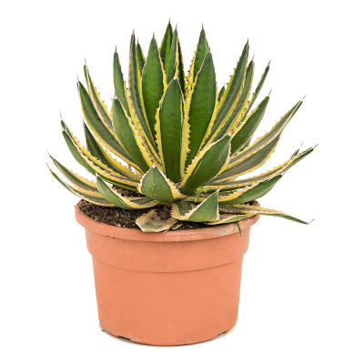 Растение горшечное Агава/Agave lopantha