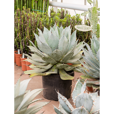 Растение горшечное Агава/Agave potatorum 'Compacta'