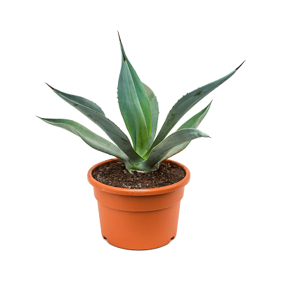 Растение горшечное Агава/Agave weberi